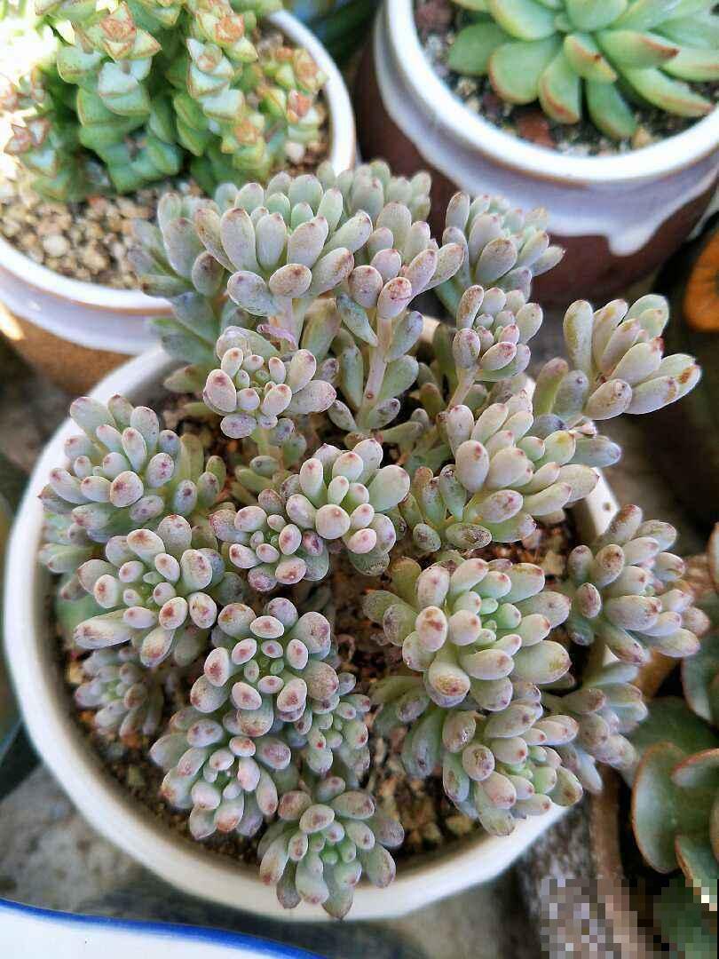 常见的香水花，选对了品种可以当香水用，一举两得