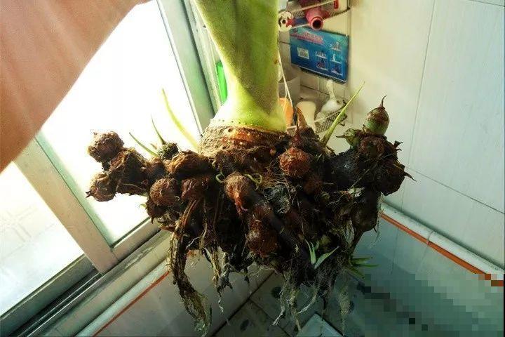这花长得2米高，拎出来一看，结出30个小芋头！