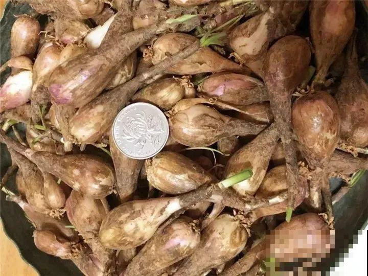 养这3种花真挣钱，今年种1棵，明年能收获一麻袋！