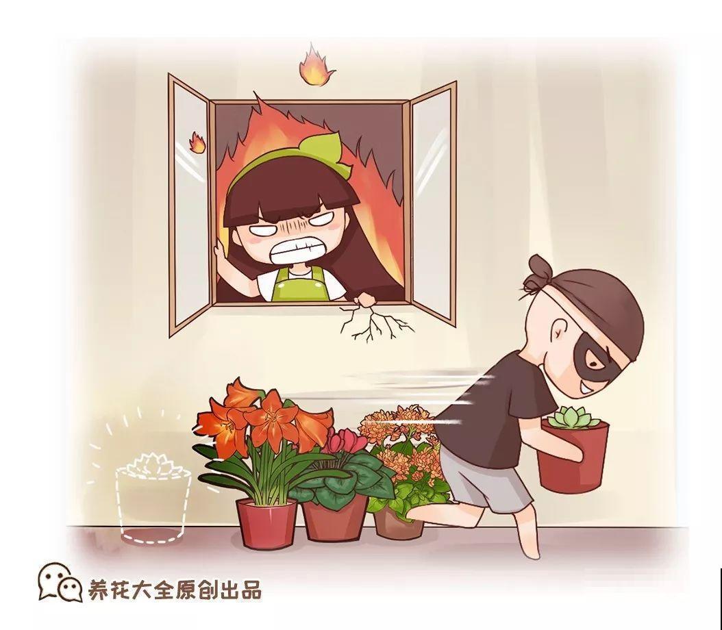 养了两年的宝贝花，大晚上被老太太偷走，太气人！