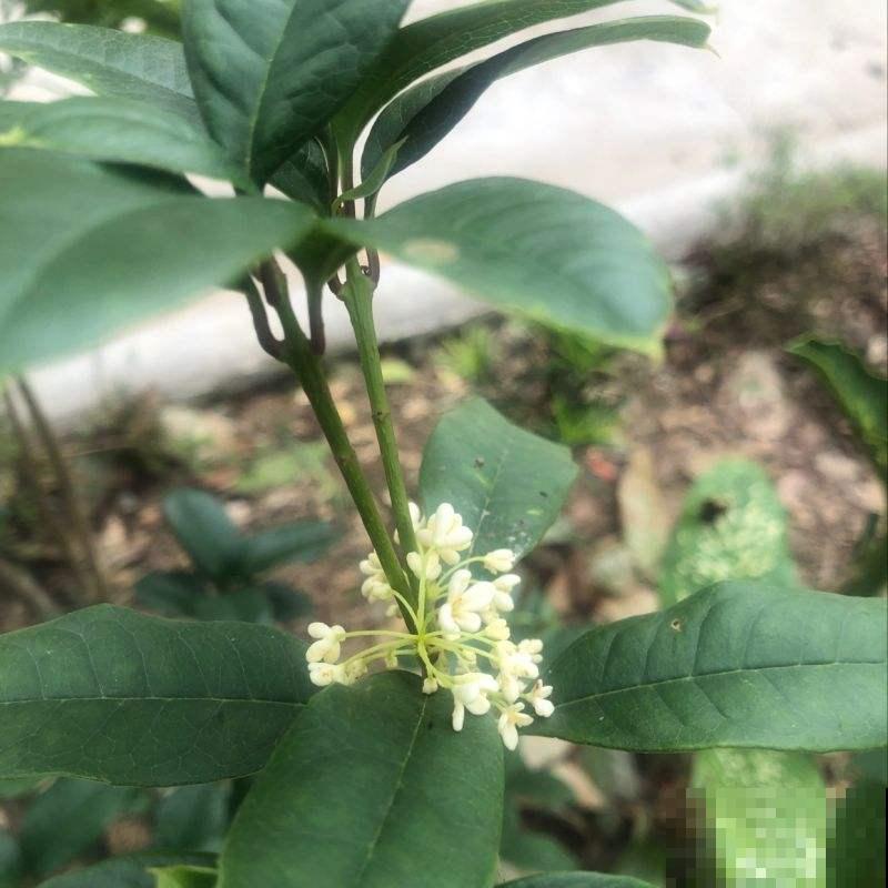 满大街都是的桂花，原来还有这样的品种，快看看你家有吗？