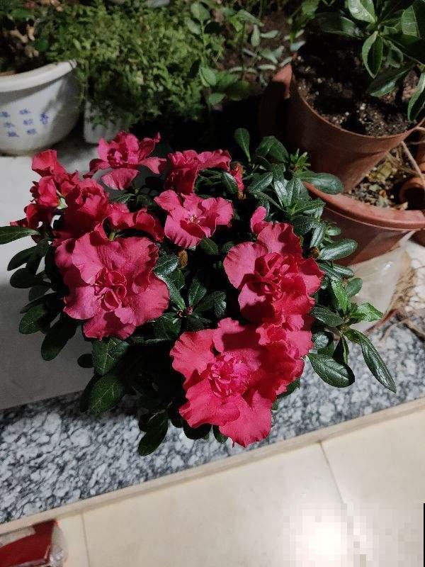 这花开起来真好看，花期还长，这样做不落叶！