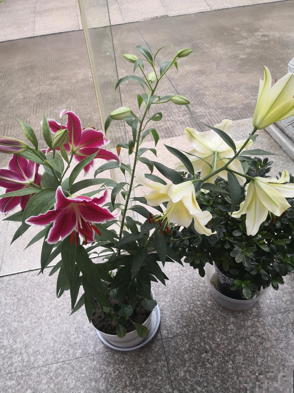 小李买了一盆“百合花”，谁知开花却离奇变种，这鬼伎俩不得不知