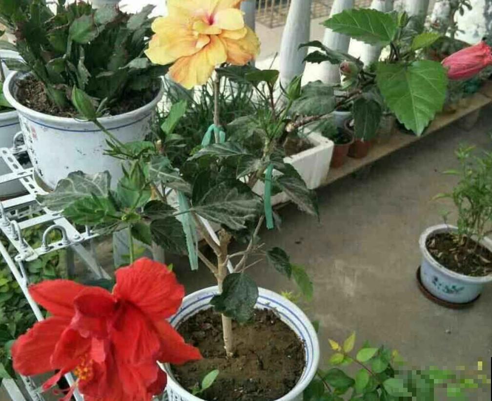 都说这花不吉利，其实开着大红花非常漂亮，你会在家养一盆吗？