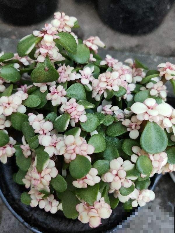 这植物真奇怪，叶子会变色，年龄越大颜色越浅！