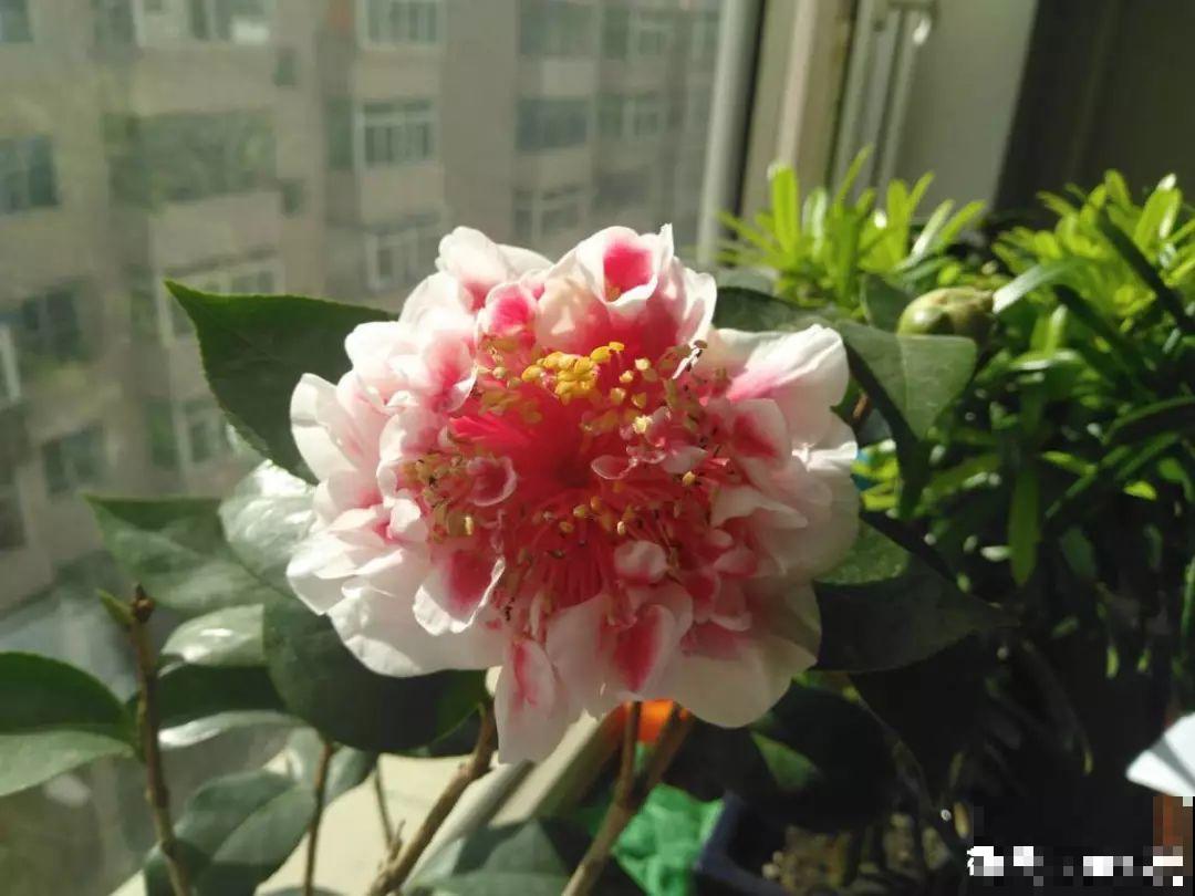 这花公认难养，冬天别急着搬屋里，小心花苞掉一地！