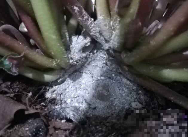 8种花秋冬要穷养，水一多就烂根，再不救只剩空盆！