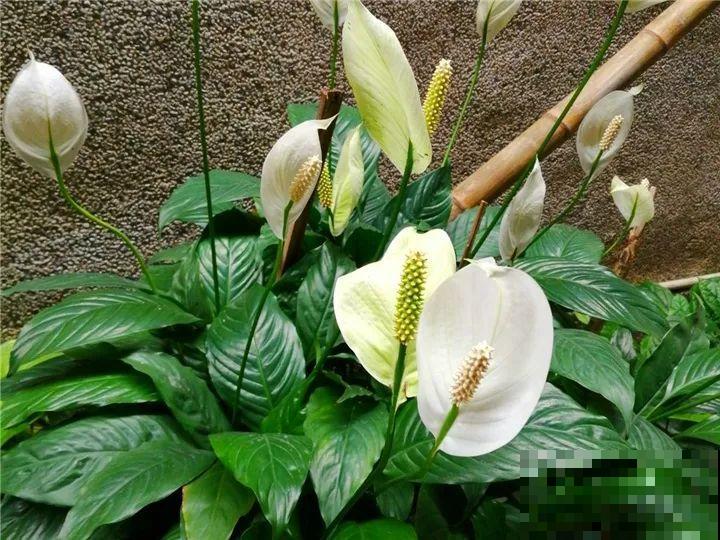 11月逛花市，这10种花还是别买了，养不活浪费钱！