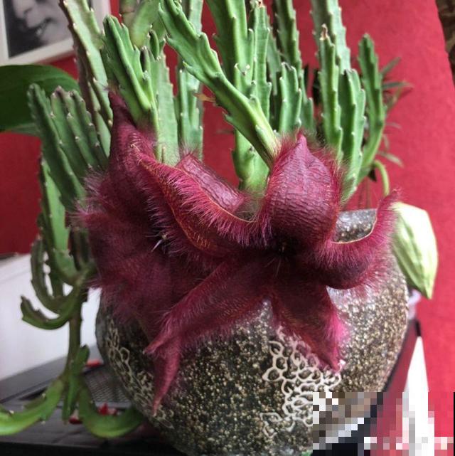 家里养了这花，满屋子都是臭味，真想连盆都给扔掉！