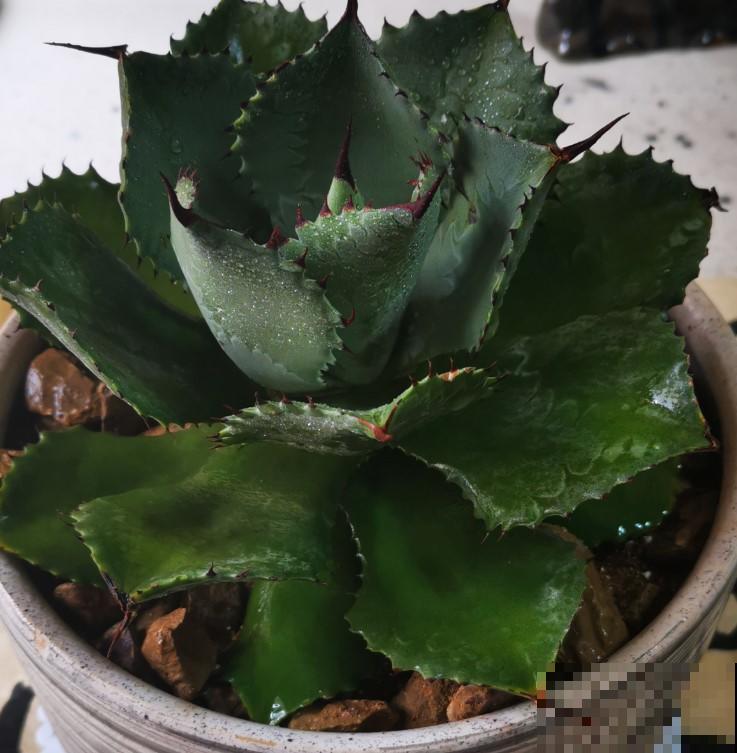 这几种带刺的植物特好养，养一盆当盆栽，你见过那几种？