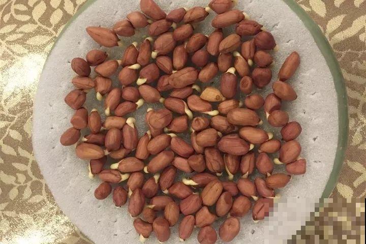 花生去壳丢水里，能吃能赏能结果，比绿萝还小清新！
