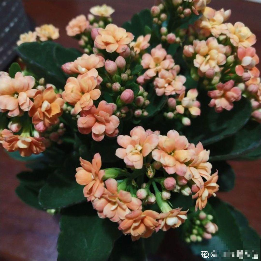长寿花这么养，开成一个花球，一年到头叶子绿油油！