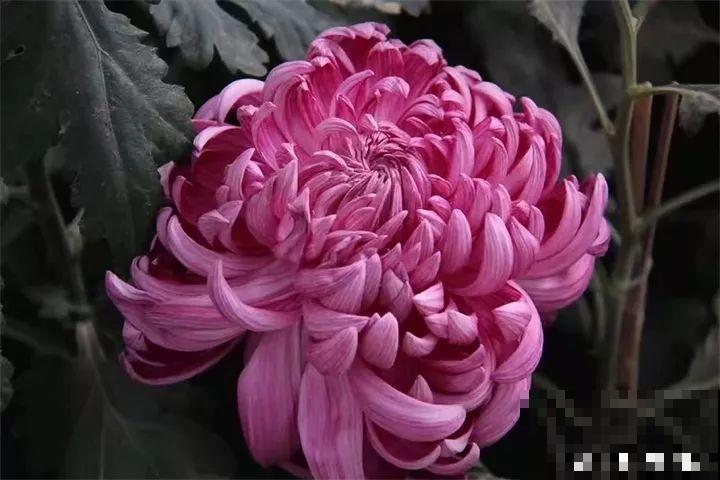 40种常见花，冬天就这么养，叶子绿油油照开不误！