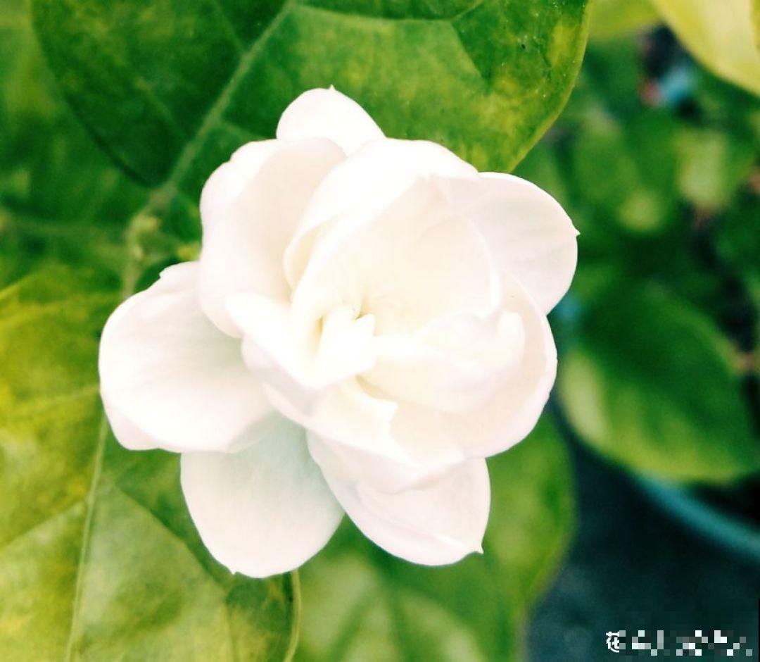 这花就得虐着养，套个袋子捂一捂，揭开立马冒花苞！