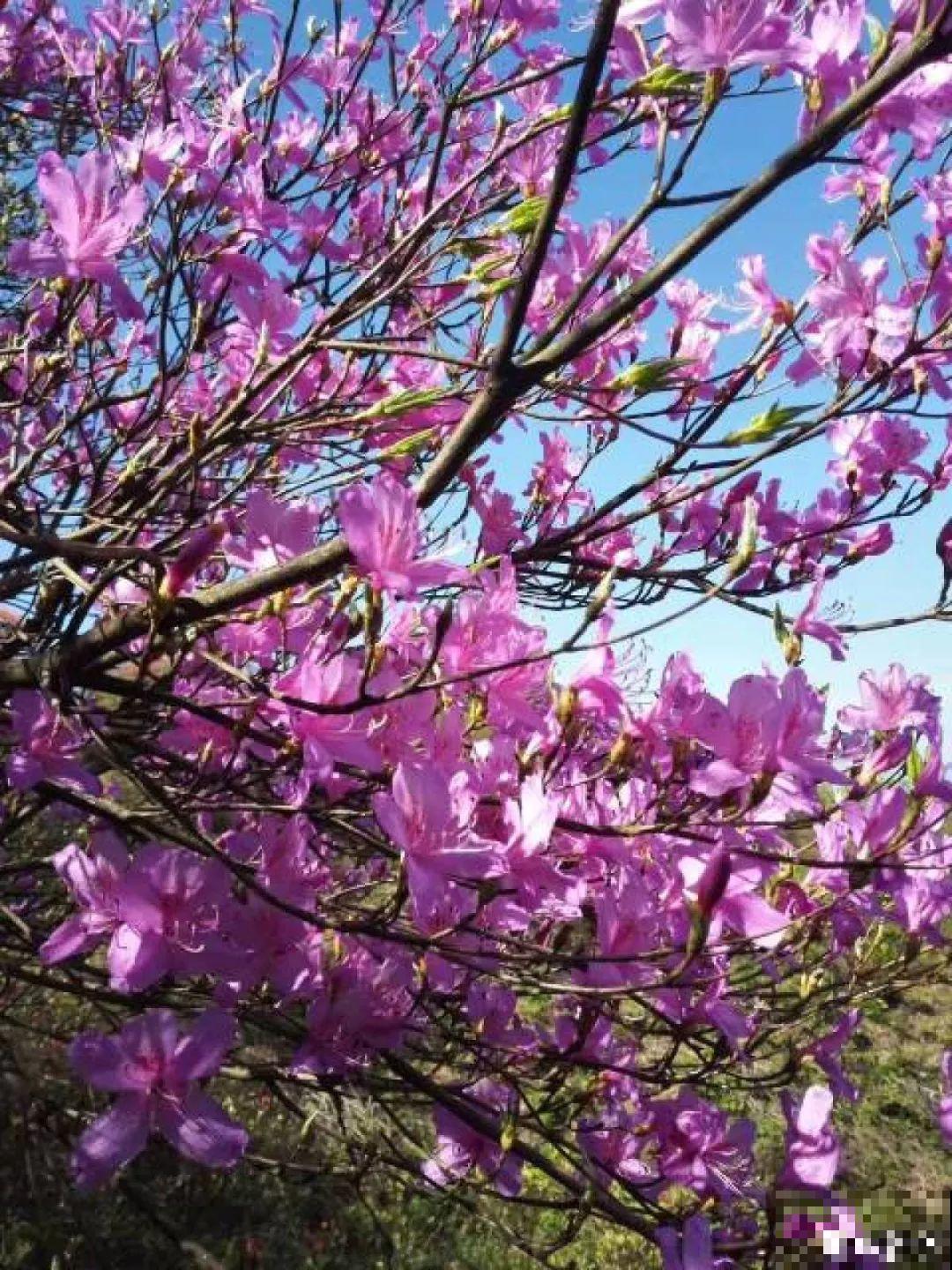 朱顶红催花小技巧，剪叶子冻一冻，过年准时开！