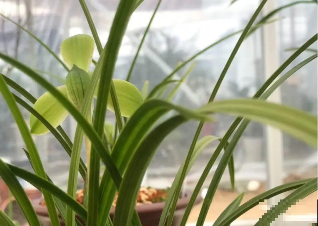 兰花最全养护要点，一年四季绿油油，开花还能香满屋！