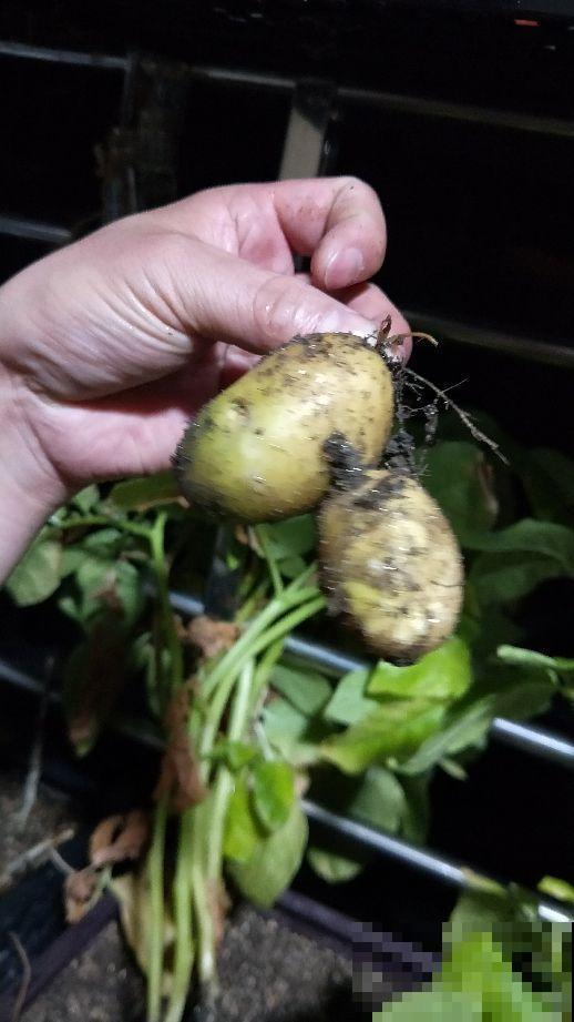 阳台种土豆，一个泡沫箱就可以搞定，让你变种菜达人