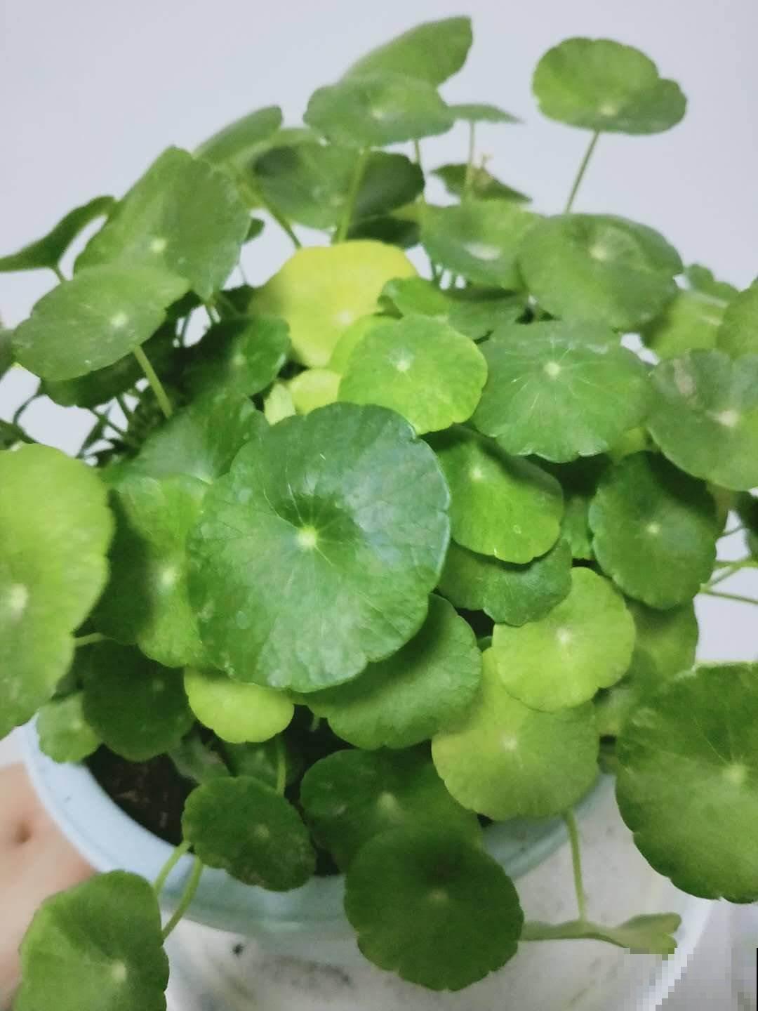 这花叶子圆溜溜，别看长得小巧，还能净化空气