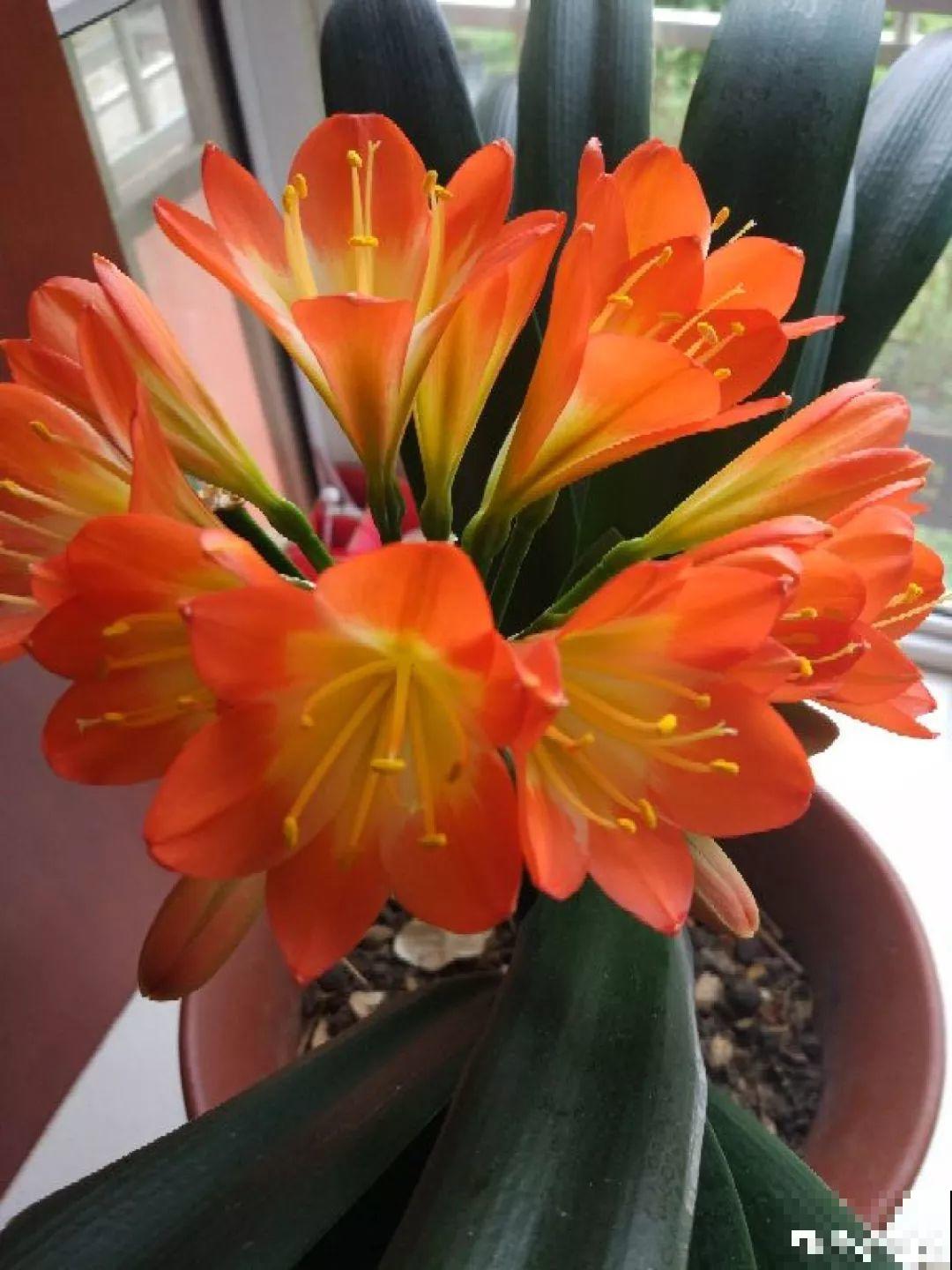 7种转运花，年底在家养一盆，开花就是好兆头！