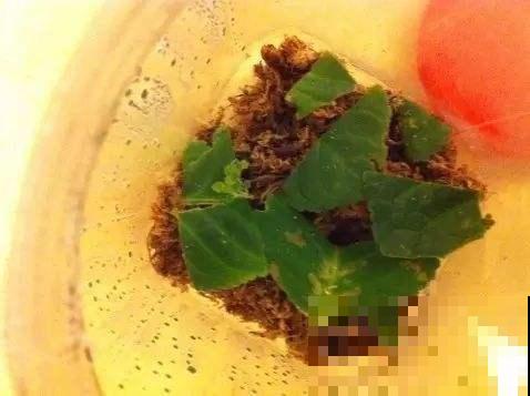 这种叶子随便切碎，直接扔盆里就能冒出一堆花，简直太强悍了！
