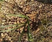 这种荒地野草能泡澡，力大如牛者都拔不动，村里人笑称大屁股草