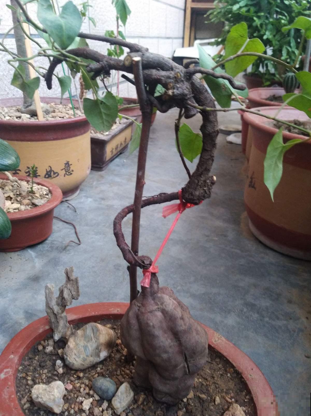 花盆里原来就能养何首乌，做成盆景太诱人，长成后卖钱老贵了！