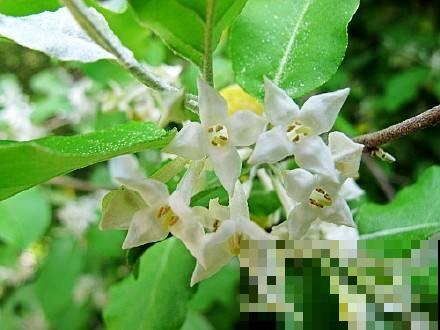 这种星星一样的野花叫啥名？原来还能结出美味果实，可谓是山珍！