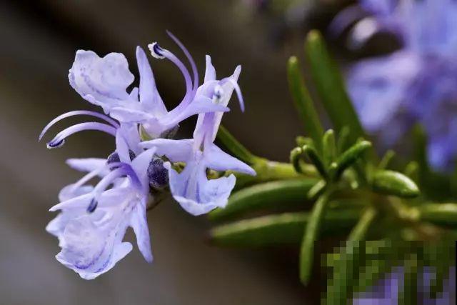 这菜开花堪比精品盆栽，你还舍得吃吗？放厨房太亮眼了！