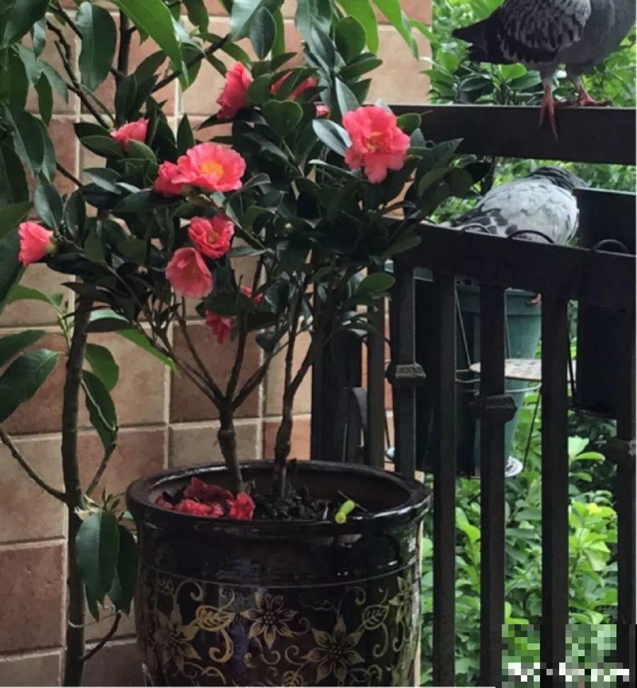 这6种花，先别往屋里搬，外面冻俩月，花开才更旺！