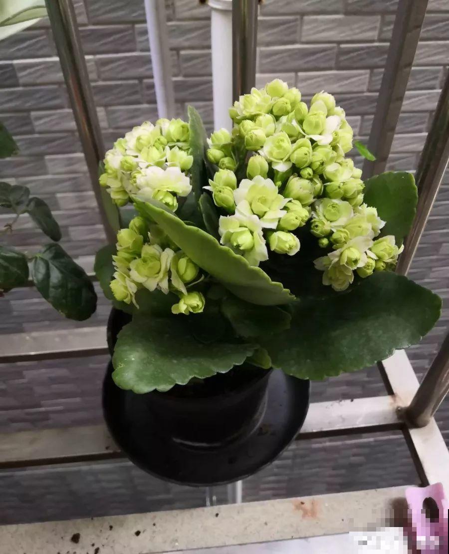 这6种“转运花”，现在养盆最合适，扔水里就长个！