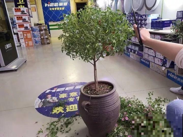 养了两年的宝贝花，大晚上被老太太偷走，太气人！