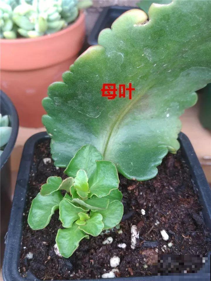 长寿花叶插最好活，现在整两盆，明年多到得送人！