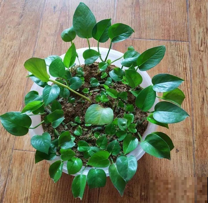 家里有这3种花还买啥，剪根枝条剁8段，沾土3天就发芽！