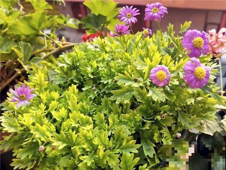 5种花开完赶紧剪一刀，10天一勺肥，还能再开2、3次！