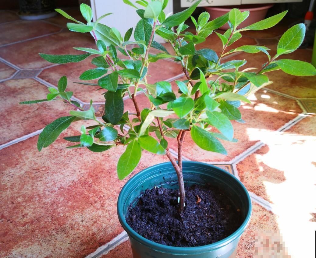北方就得这么养，杜鹃花越养越好，爆开60朵花！