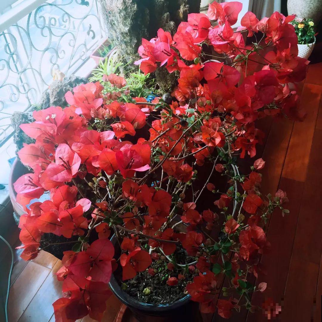 5种花，养个几十年没问题，枝干长得胳膊粗！