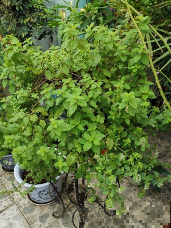 听名字就心动的植物，特别适合在南方养，长出来让别人刮目相看