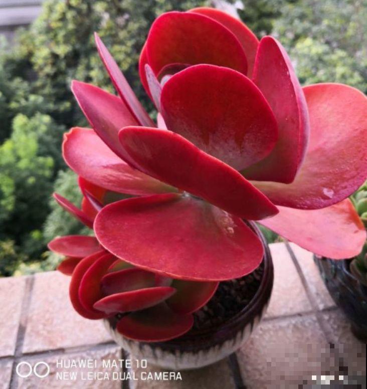 价格便宜颜色粉嫩，这花太值了，赶快入手吧