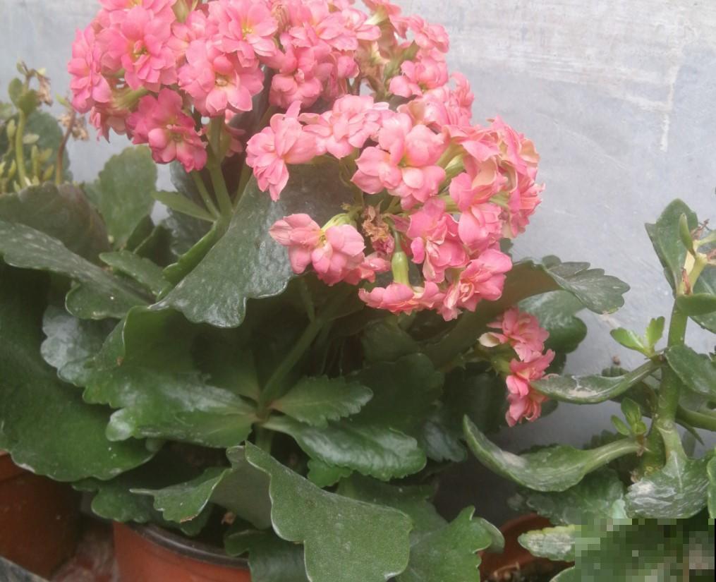 这4种花最好养，轻松爆盆，年年都能够开花！