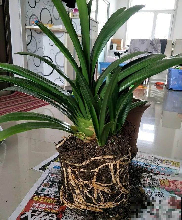 3种花爱吃油，秋天土里埋一勺，比施肥还管用！