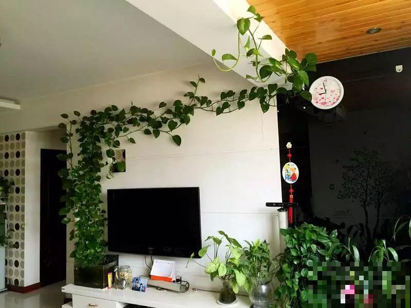 这4种花在他们手里，个个长成巨无霸，到底喂了啥好东西！