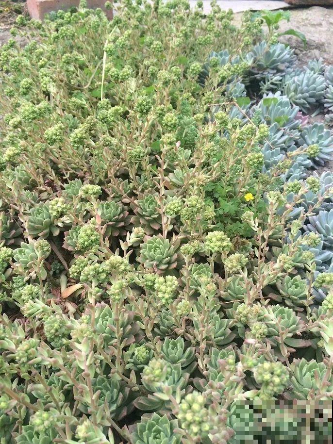 这么贵的花，扔路上随便捡，后悔没带个大麻袋！