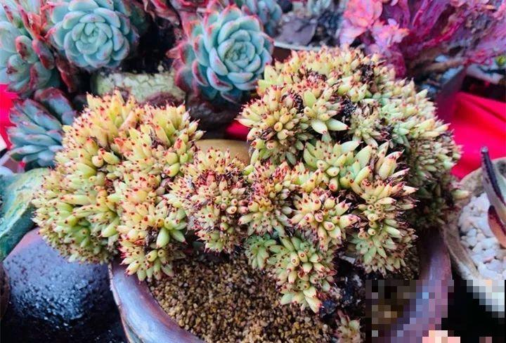 30种花冬天浇水技巧，根不烂，来年春天猛蹿新叶！