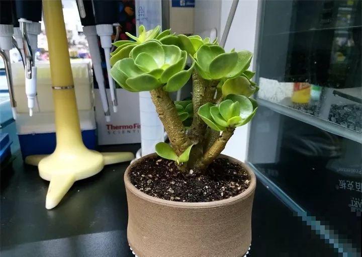 这花天生发财命，在家摆一盆，新的一年好运连连！