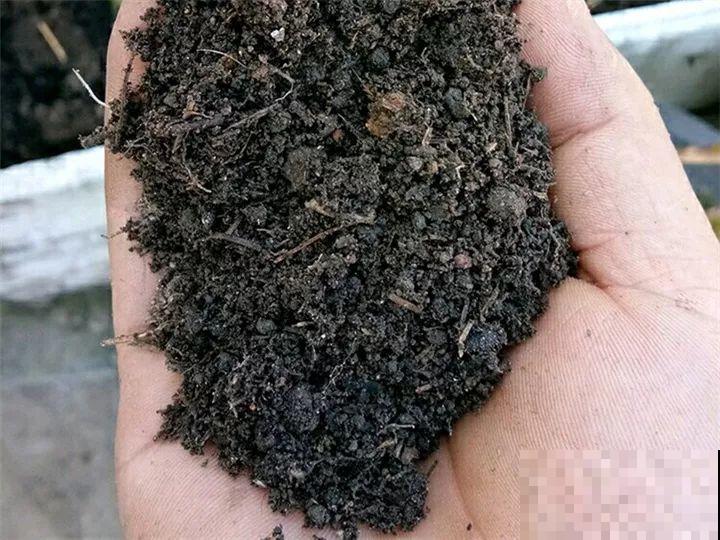3种花爱吃油，秋天土里埋一勺，比施肥还管用！