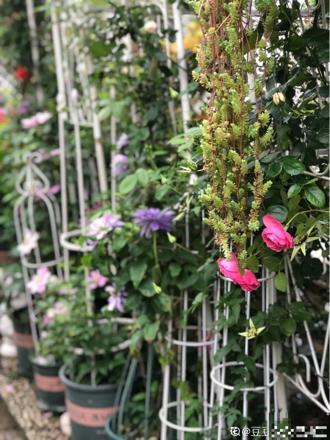 不同季节种不一样的花，这样的院子，才是我心中的世外桃源！