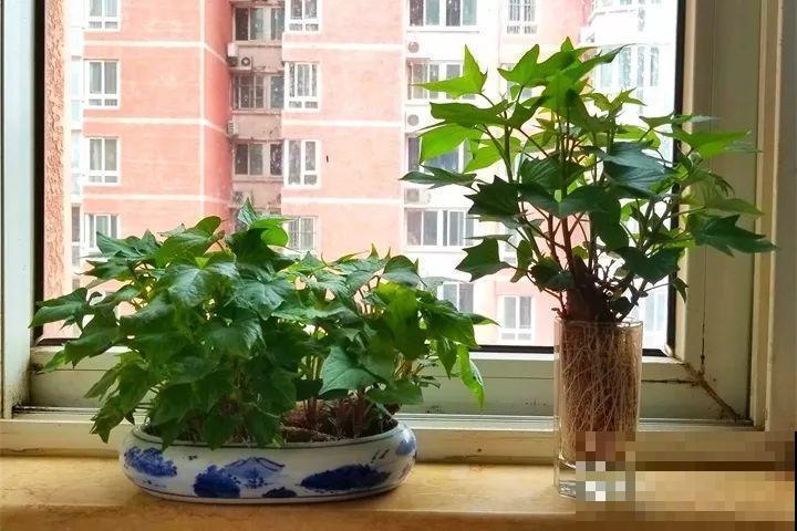 发芽的土豆先别扔，切块埋土里，仨月收获一箩筐！