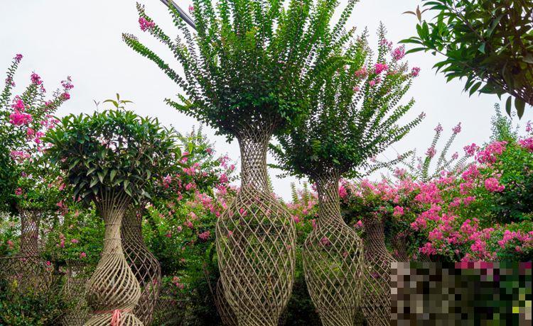 她家植物咋变身大花瓶？邻居见了惊声称奇，不惜花大价钱买走！