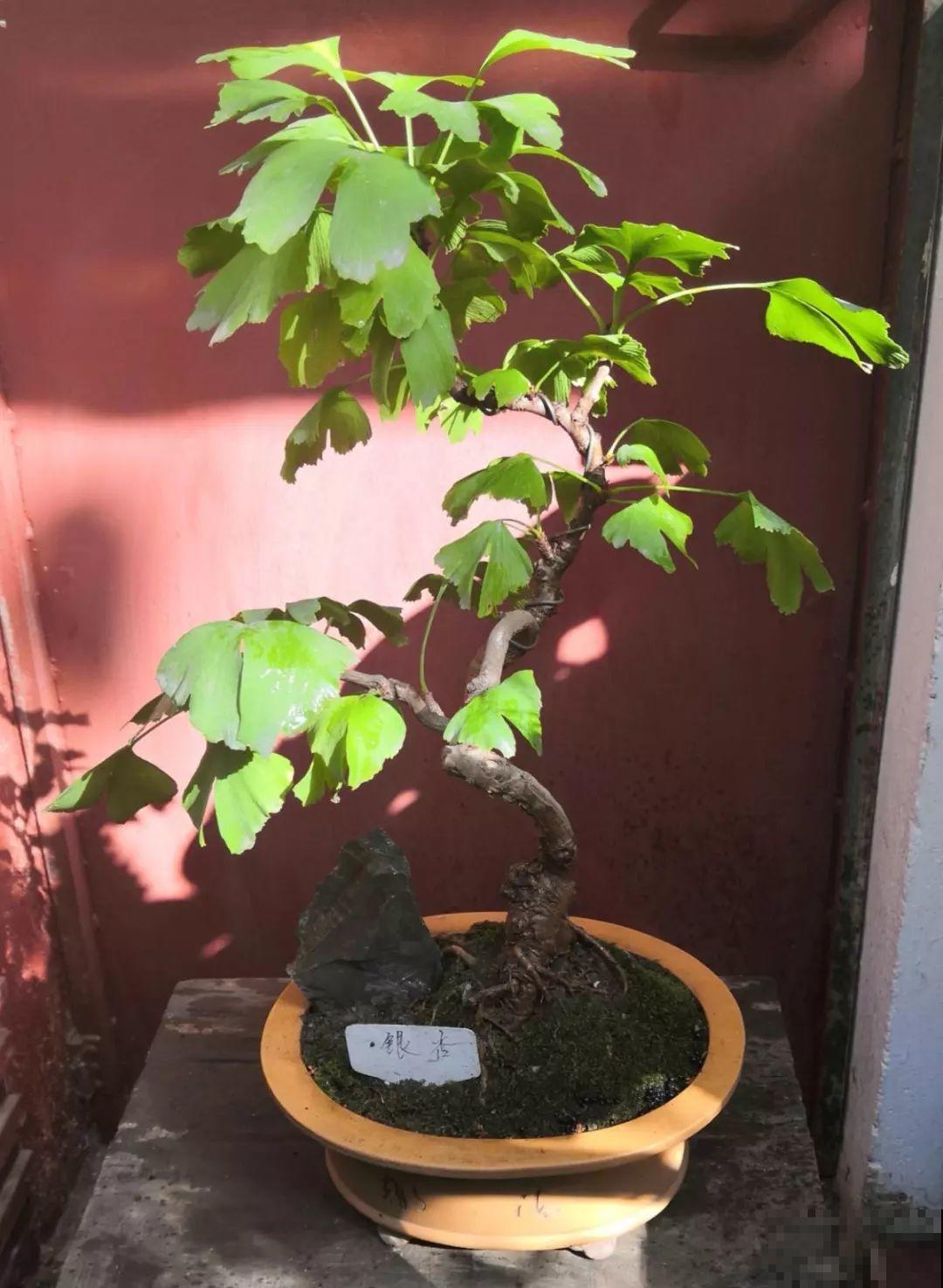 5种花，养个几十年没问题，枝干长得胳膊粗！