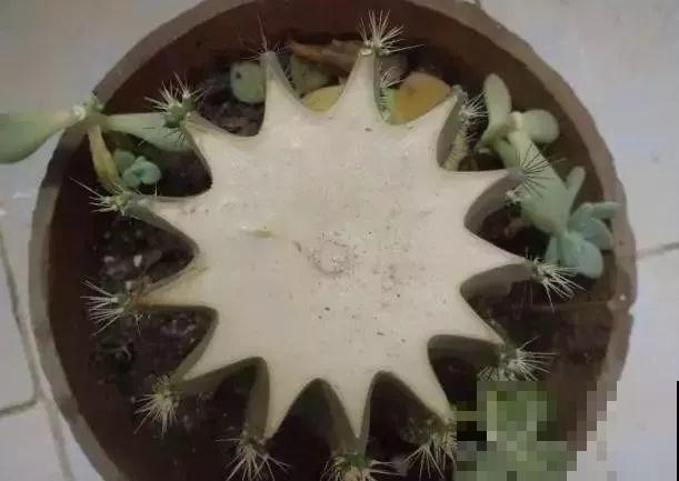 养这3种花真挣钱，今年种1棵，明年能收获一麻袋！